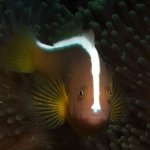 Blue Ribbon Dive Resort Sabang